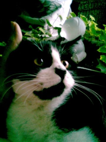 chat_voisins, déc. 2011 chat_voisins