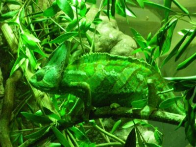 cameleon, janv. 2010 cameleon