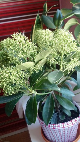 plante.jpg, janv. 2019 plante.jpg