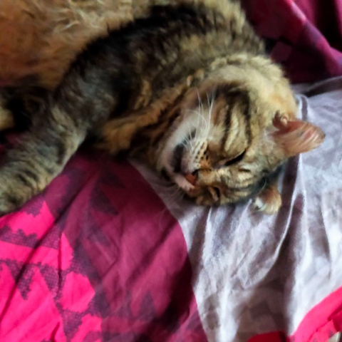 doudou01.jpg, janv. 2025