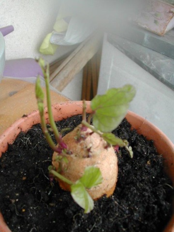 patate01.jpg, juin 2016 patate01.jpg