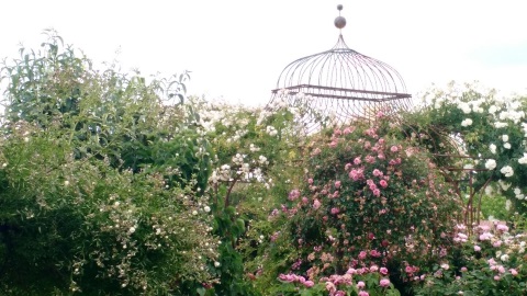 roses.jpg, juin 2017 roses.jpg