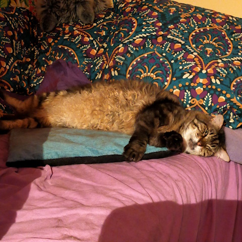 doudou.jpg, juin 2024