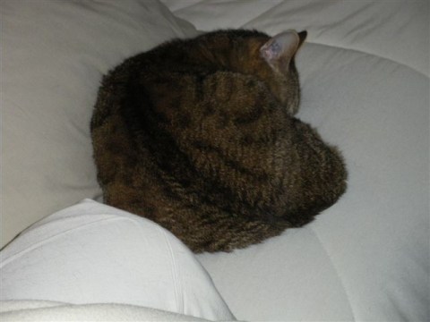 merlin, mai 2012 merlin