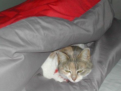 yoni-couette.jpg, mai 2016 yoni-couette.jpg