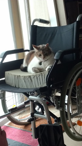 fauteuil2.jpg, mai 2020