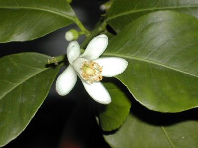 fleur_citron