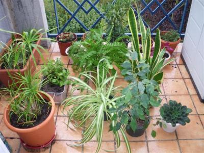 plante01, oct. 2009 plante01