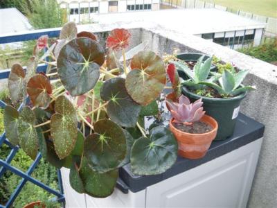 plantes02, oct. 2009 plantes02