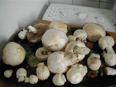 champignons